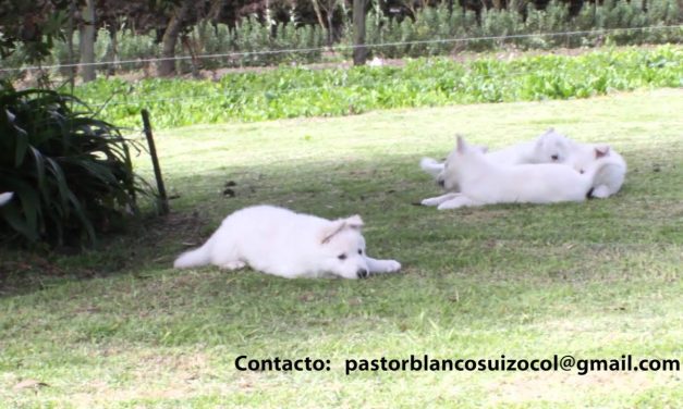Consejos para el cuidado de tu Pastor Suizo en Bogotá: Una guía para propietarios de perros